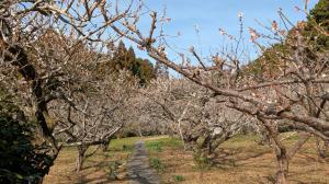 サガラバイエン1