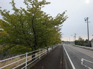 サクチヤガワサクラ１