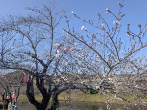 カツマタガワ　サクラ1