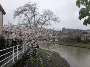 カツマタガワ　サクラ1