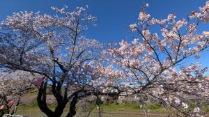 カツマタガワ　サクラ1