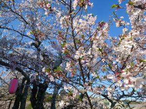 カツマタガワ　サクラ1