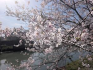 カツマタガワ　サクラ1