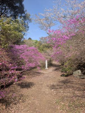カツマタコウエン　ミヤマツツジ1