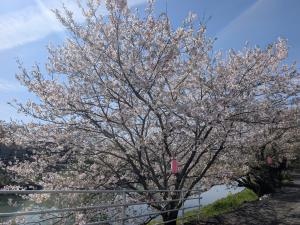 カツマタガワ　サクラ1